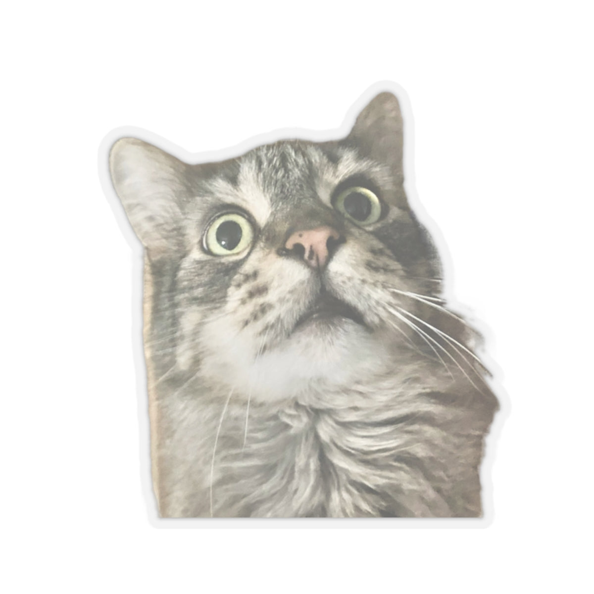 Funny Cat Sticker for Cat Lover Gift for Cat Mom Cute Cat Stickers for Funny gifts for Cat Lovers Adorable Maine Coon Kitty