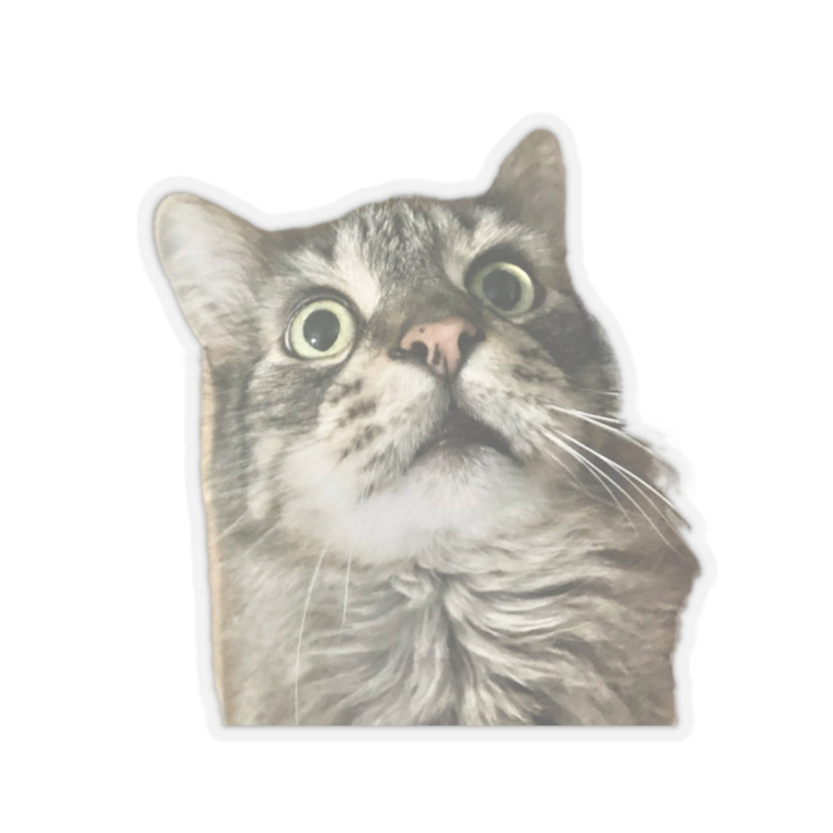 Funny Cat Sticker for Cat Lover Gift for Cat Mom Cute Cat Stickers for Funny gifts for Cat Lovers Adorable Maine Coon Kitty