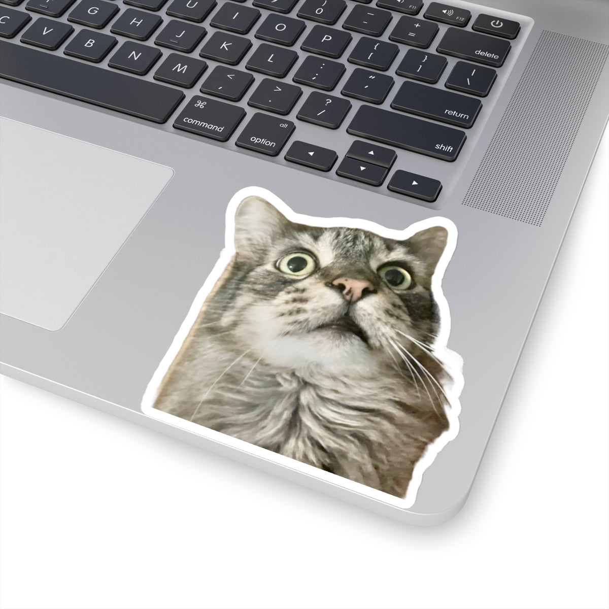 Funny Cat Sticker for Cat Lover Gift for Cat Mom Cute Cat Stickers for Funny gifts for Cat Lovers Adorable Maine Coon Kitty