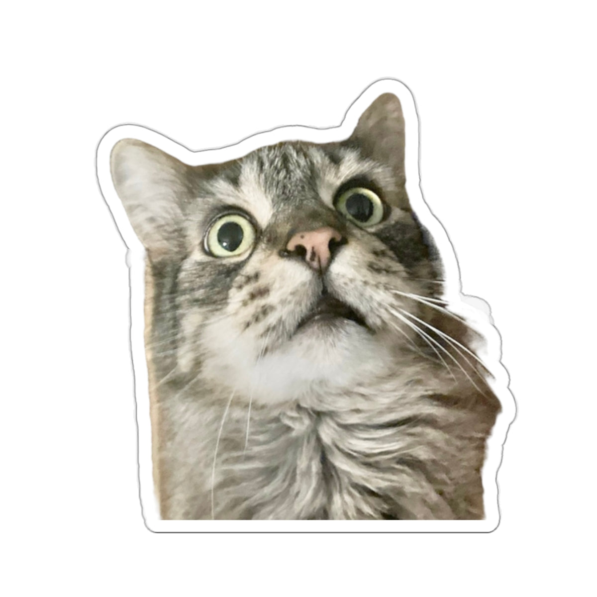 Funny Cat Sticker for Cat Lover Gift for Cat Mom Cute Cat Stickers for Funny gifts for Cat Lovers Adorable Maine Coon Kitty