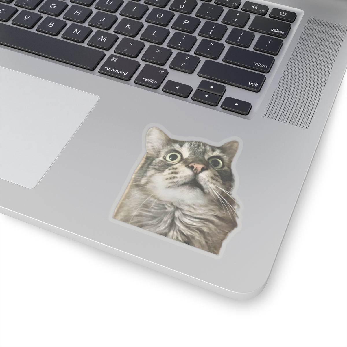 Funny Cat Sticker for Cat Lover Gift for Cat Mom Cute Cat Stickers for Funny gifts for Cat Lovers Adorable Maine Coon Kitty