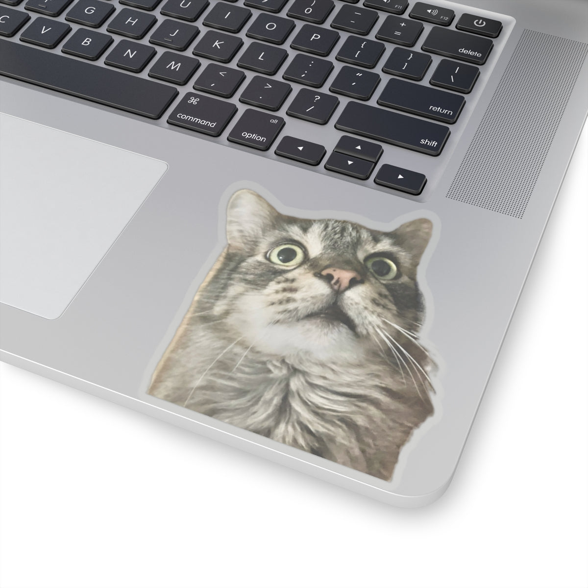 Funny Cat Sticker for Cat Lover Gift for Cat Mom Cute Cat Stickers for Funny gifts for Cat Lovers Adorable Maine Coon Kitty
