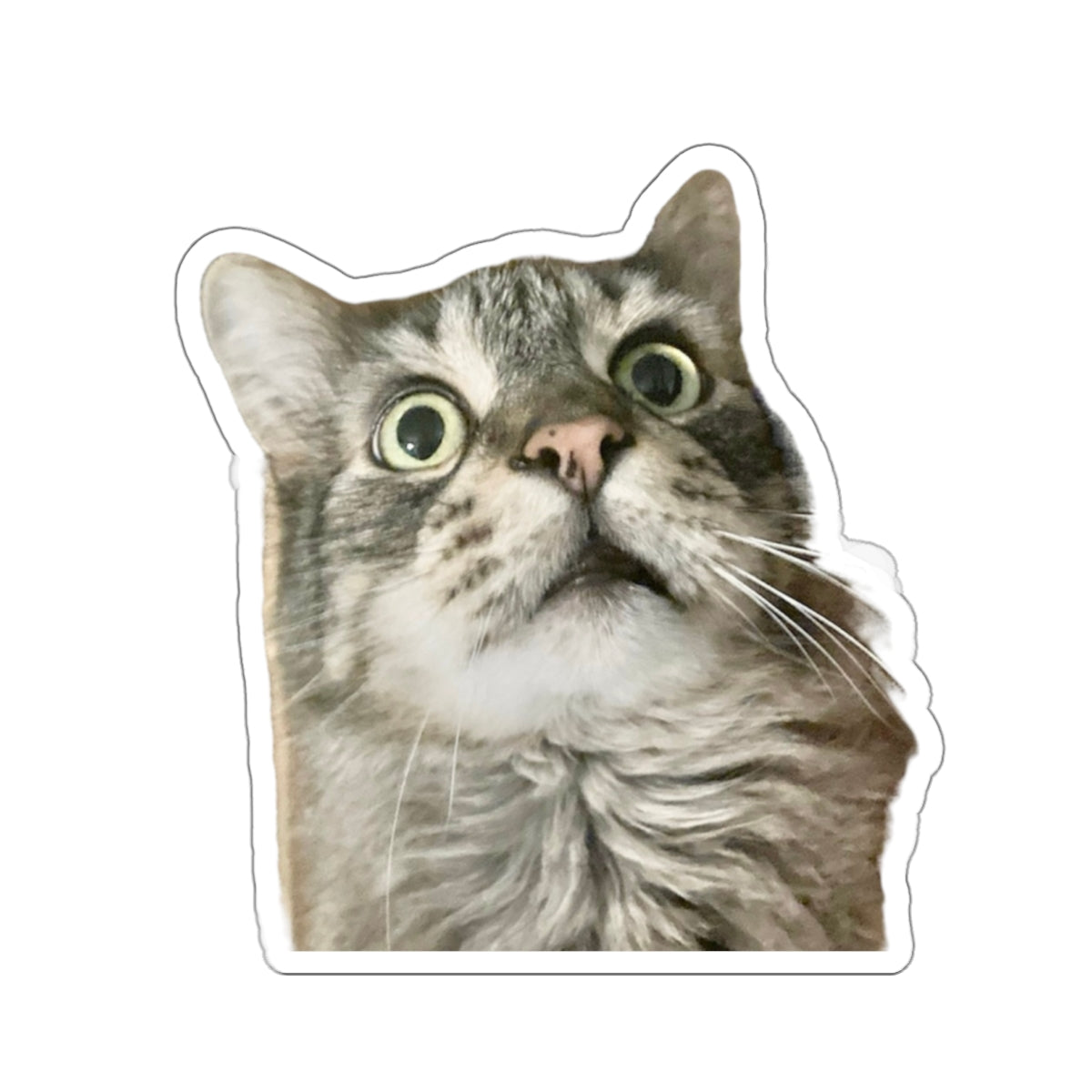 Funny Cat Sticker for Cat Lover Gift for Cat Mom Cute Cat Stickers for Funny gifts for Cat Lovers Adorable Maine Coon Kitty