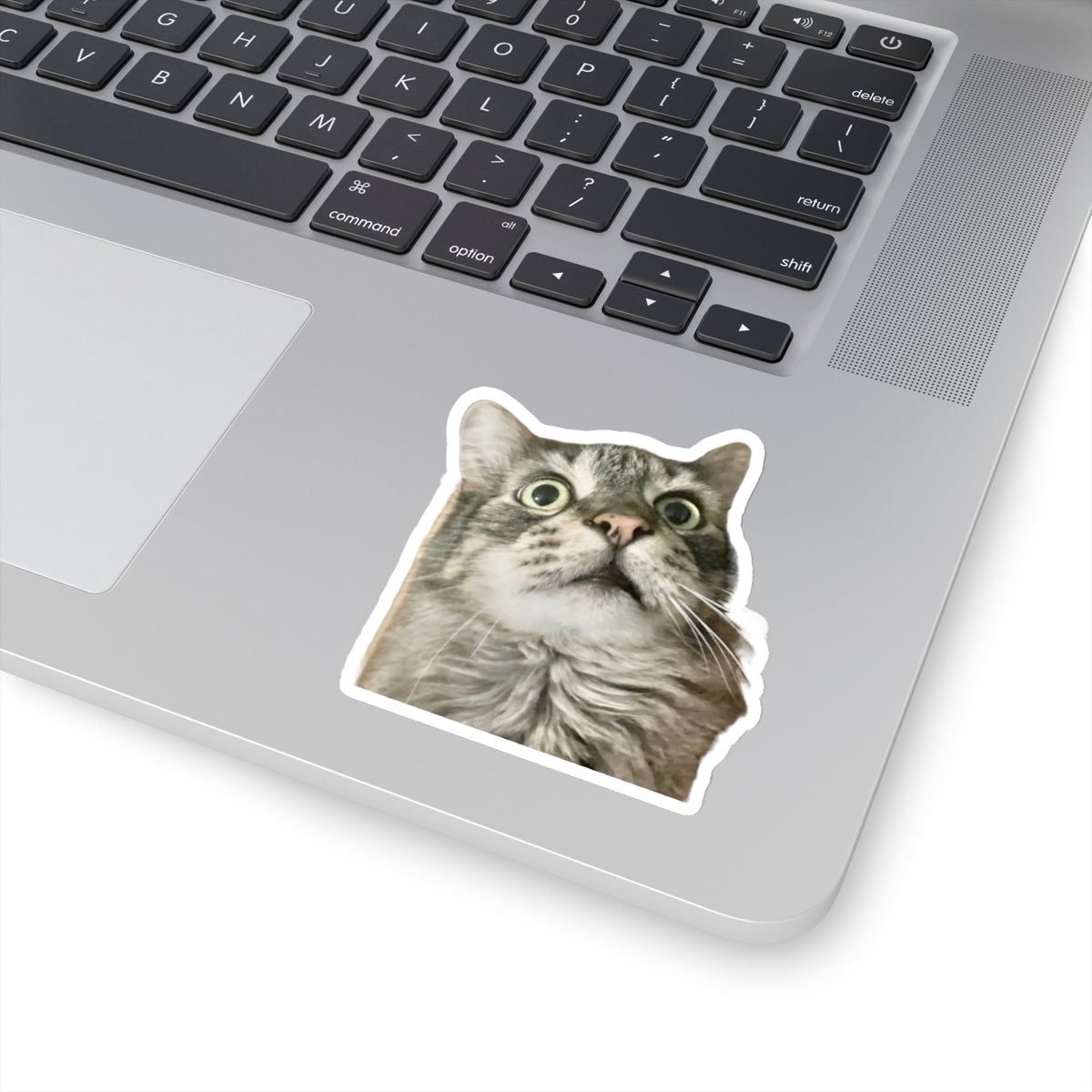 Funny Cat Sticker for Cat Lover Gift for Cat Mom Cute Cat Stickers for Funny gifts for Cat Lovers Adorable Maine Coon Kitty